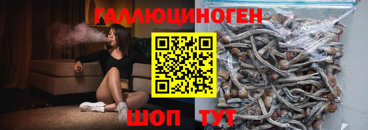 Псилоцибиновые грибы Cubensis Зеленогорск